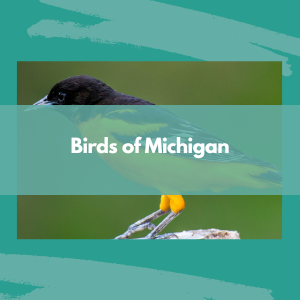 Birds of Michigan